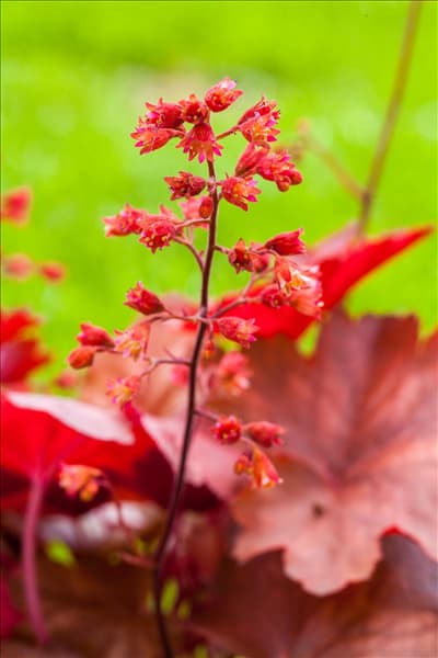 Heuchera micrantha