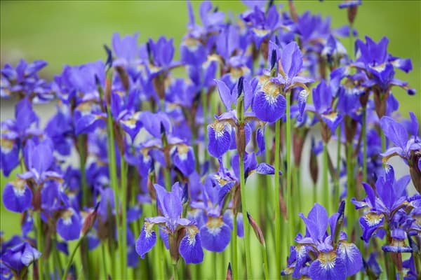 Iris