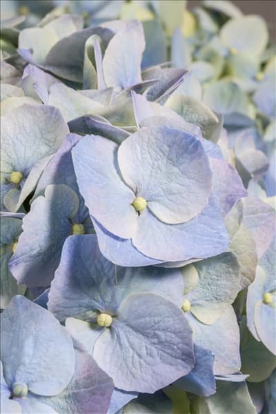 Hydrangea macrophylla, blau
