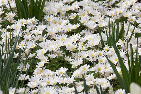 Anemone blanda 'White Splendour'