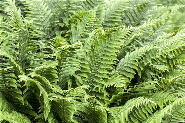 Athyrium
