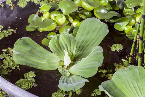 Pistia stratiotes