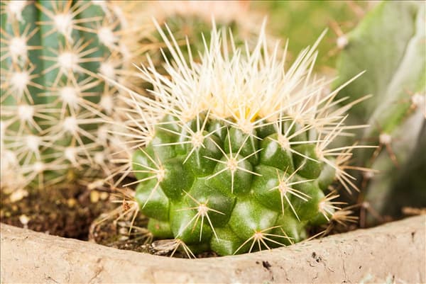 Mammillaria