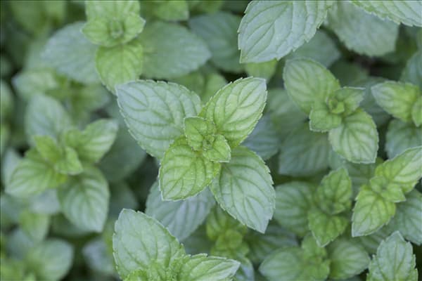 Mentha x piperita