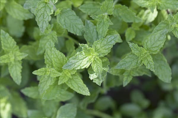Mentha x piperita