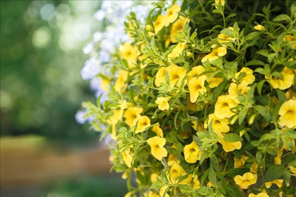 Calibrachoa, gelb