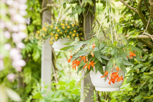 Begonia boliviensis