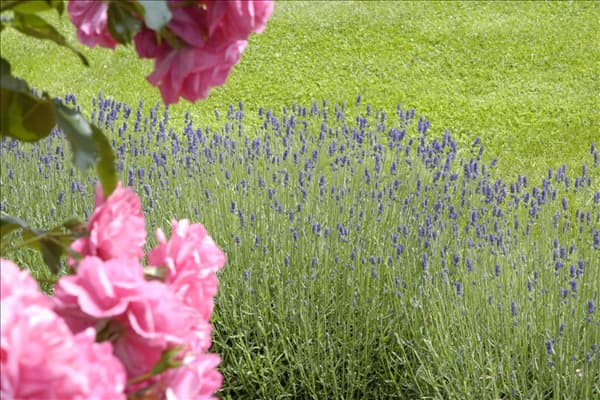 Lavandula