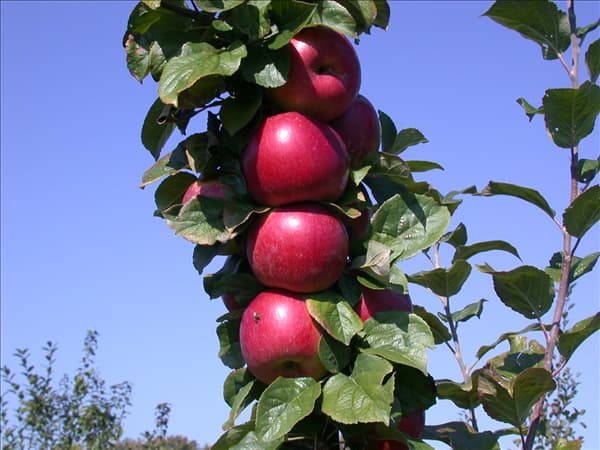 Malus domestica 'Lane´s Prince Albert'