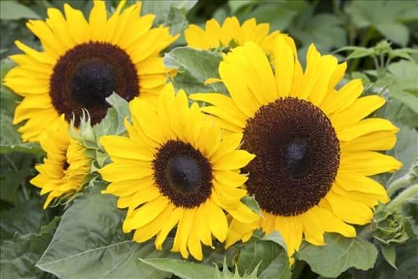 Helianthus annuus