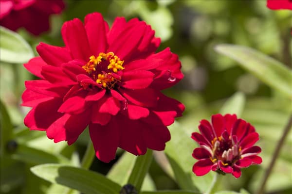 Zinnia