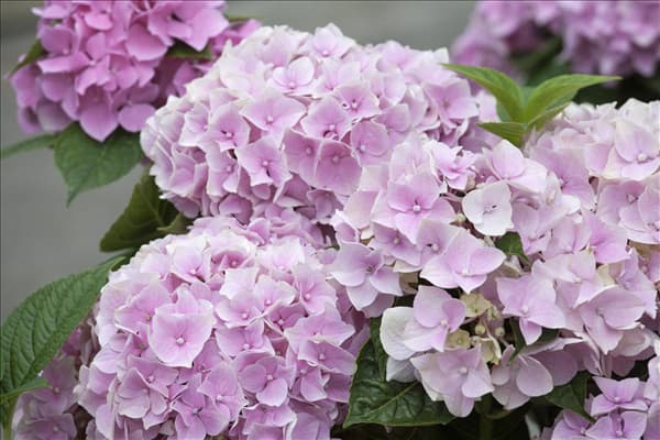 Hydrangea macrophylla