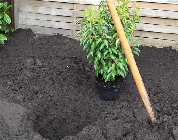 Portugiesischer Kirschlorbeer - Einpflanzen im Garten (2)