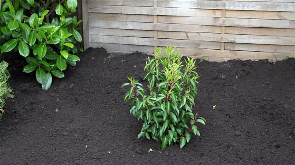 Portugiesischer Kirschlorbeer - Einpflanzen im Garten (1)