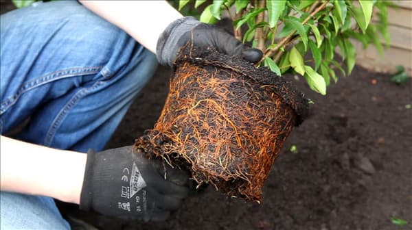 Portugiesischer Kirschlorbeer - Einpflanzen im Garten (3)