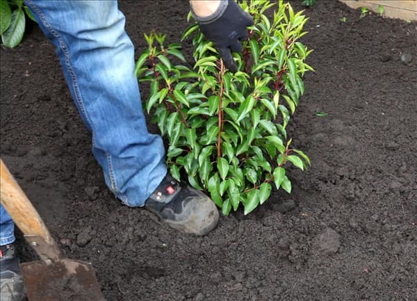 Portugiesischer Kirschlorbeer - Einpflanzen im Garten (4)