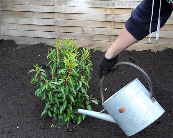 Portugiesischer Kirschlorbeer - Einpflanzen im Garten (5)