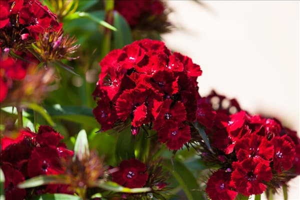 Dianthus barbatus 'Dash'