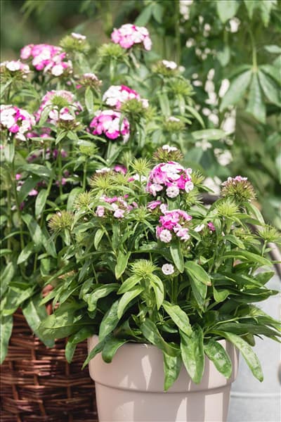 Dianthus barbatus 'Victoria'