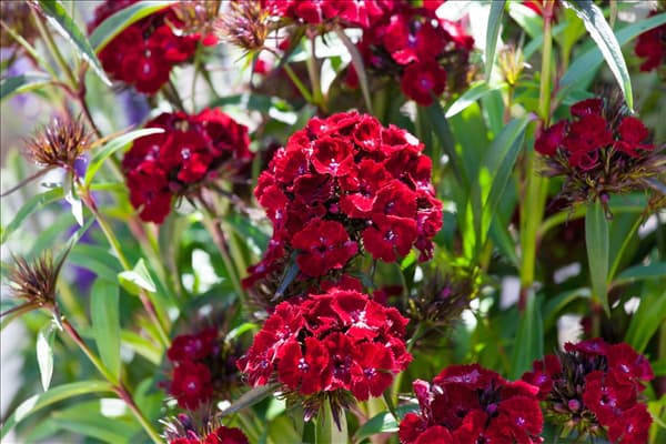 Dianthus barbatus 'Dash'