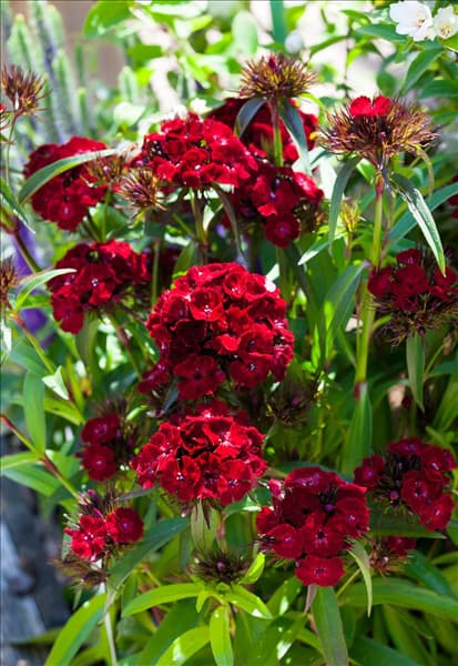 Dianthus barbatus 'Dash'