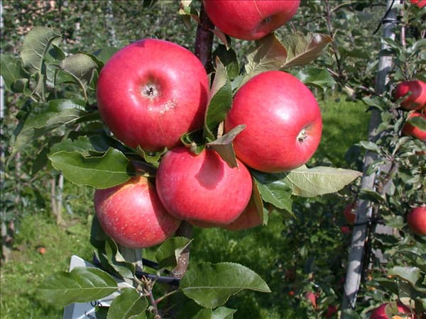 Malus domestica 'Topaz'(s)