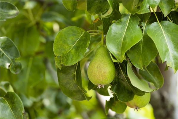 Pyrus communis