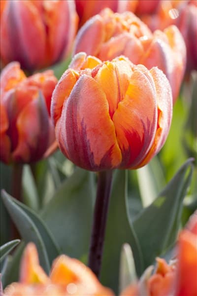 Tulipa viridiflora