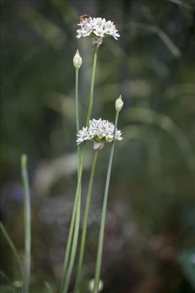 Allium tuberosum