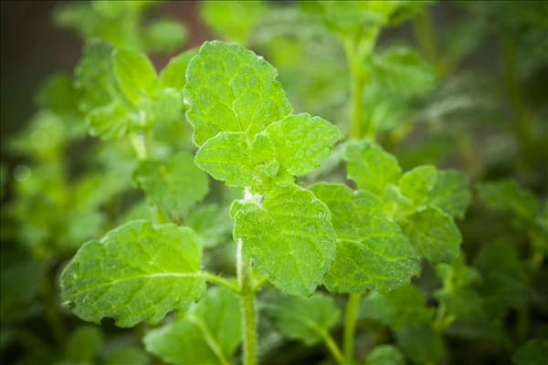 Mentha 'Erdbeere'