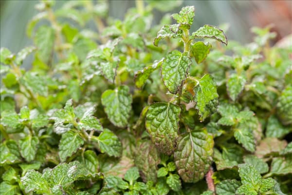 Mentha 'Erdbeere'