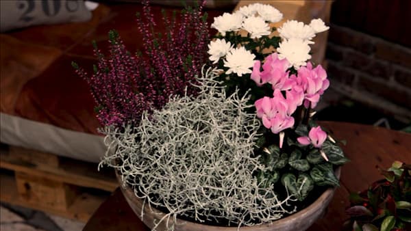 Blumenkübel - Herbstlich - Alle Pflanzen