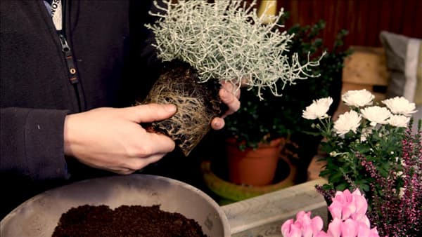 Blumenkübel - Herbstlich - Wurzeln befreien