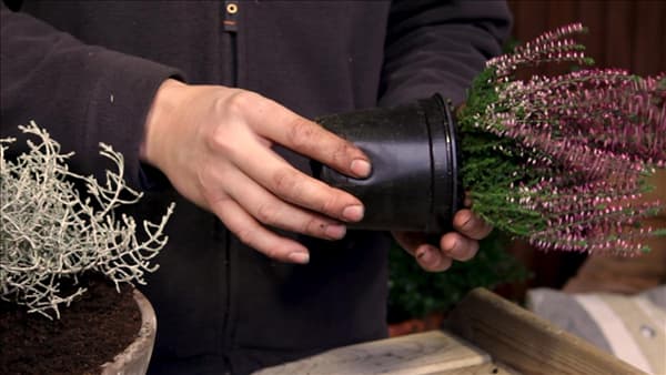 Blumenkübel - Herbstlich - Topf drücken