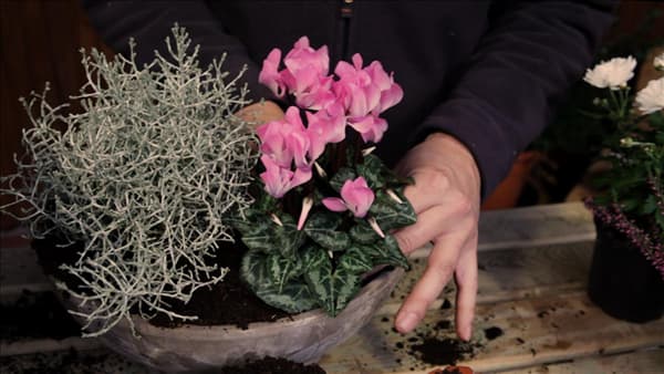 Blumenkübel - Herbstlich - Bepflanzung