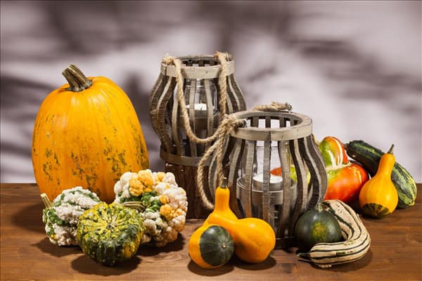 Cucurbita
