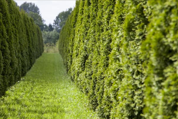 Thuja occidentalis 'Smaragd'