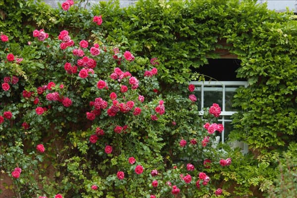 Kletterrose, rot