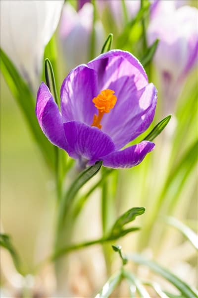Crocus vernus 'King of the Striped'