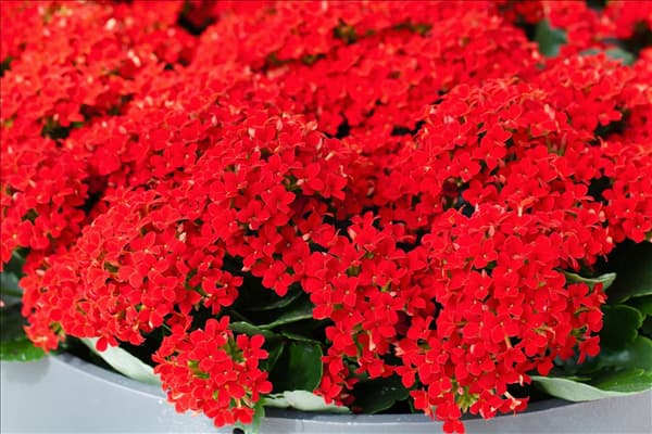 Kalanchoe blossfeldiana 'Lipstick'