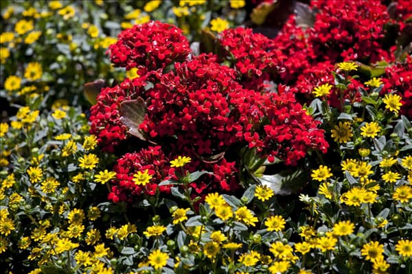 Kalanchoe blossfeldiana