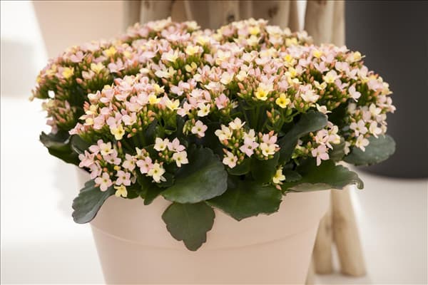 Kalanchoe blossfeldiana, rosa