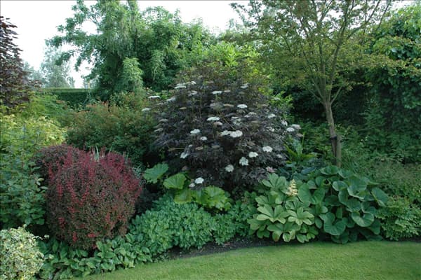 Sambucus nigra 'Purpurea'