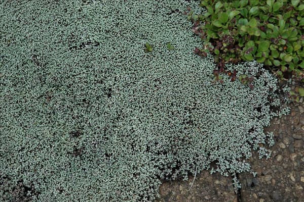 Raoulia australis