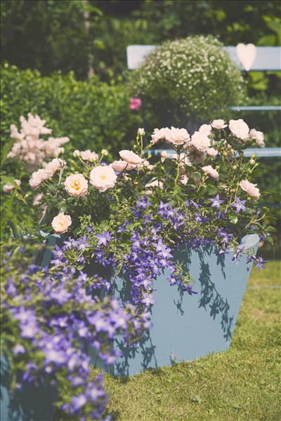 Rosa