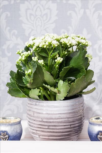 Kalanchoe blossfeldiana, weiß