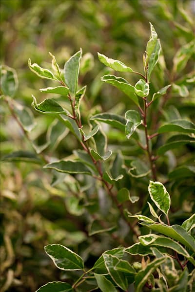 Prunus lusitanica 'Variegata'