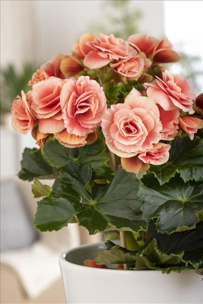 Begonia elatior, rosa