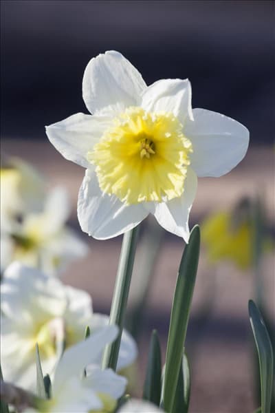 Narcissus