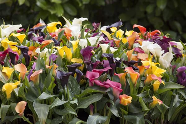 Zantedeschia